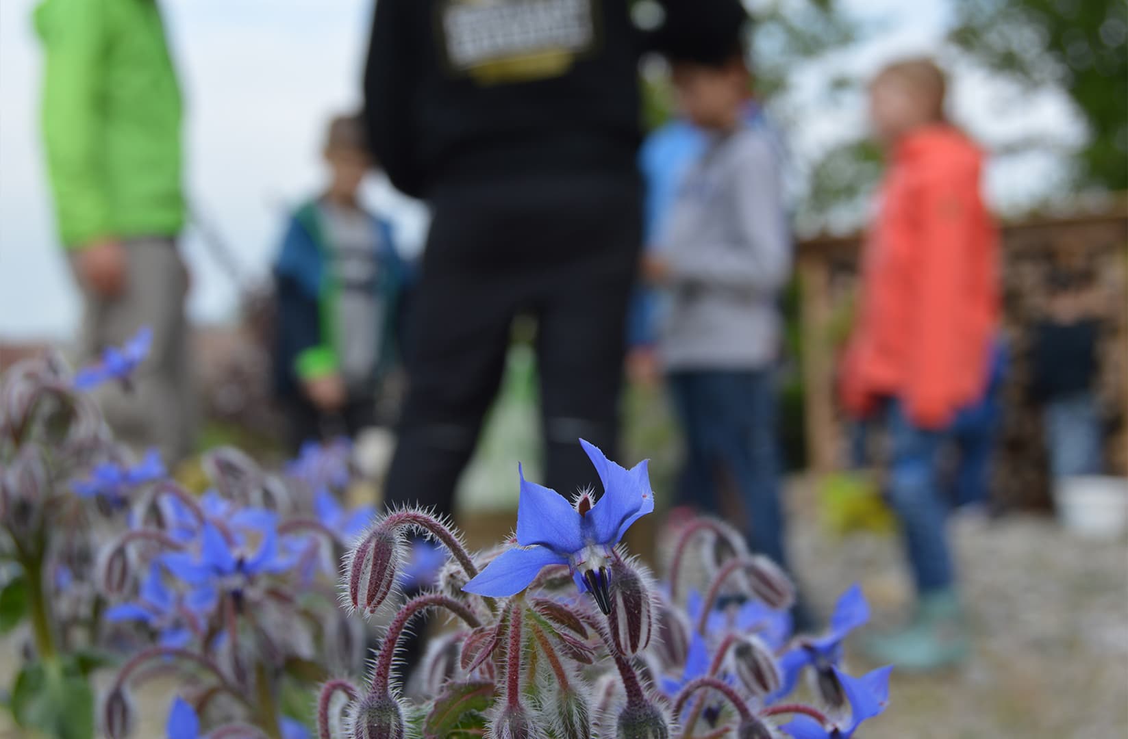 Eine violette Blume auf einem gefüllten Pausenplatz.