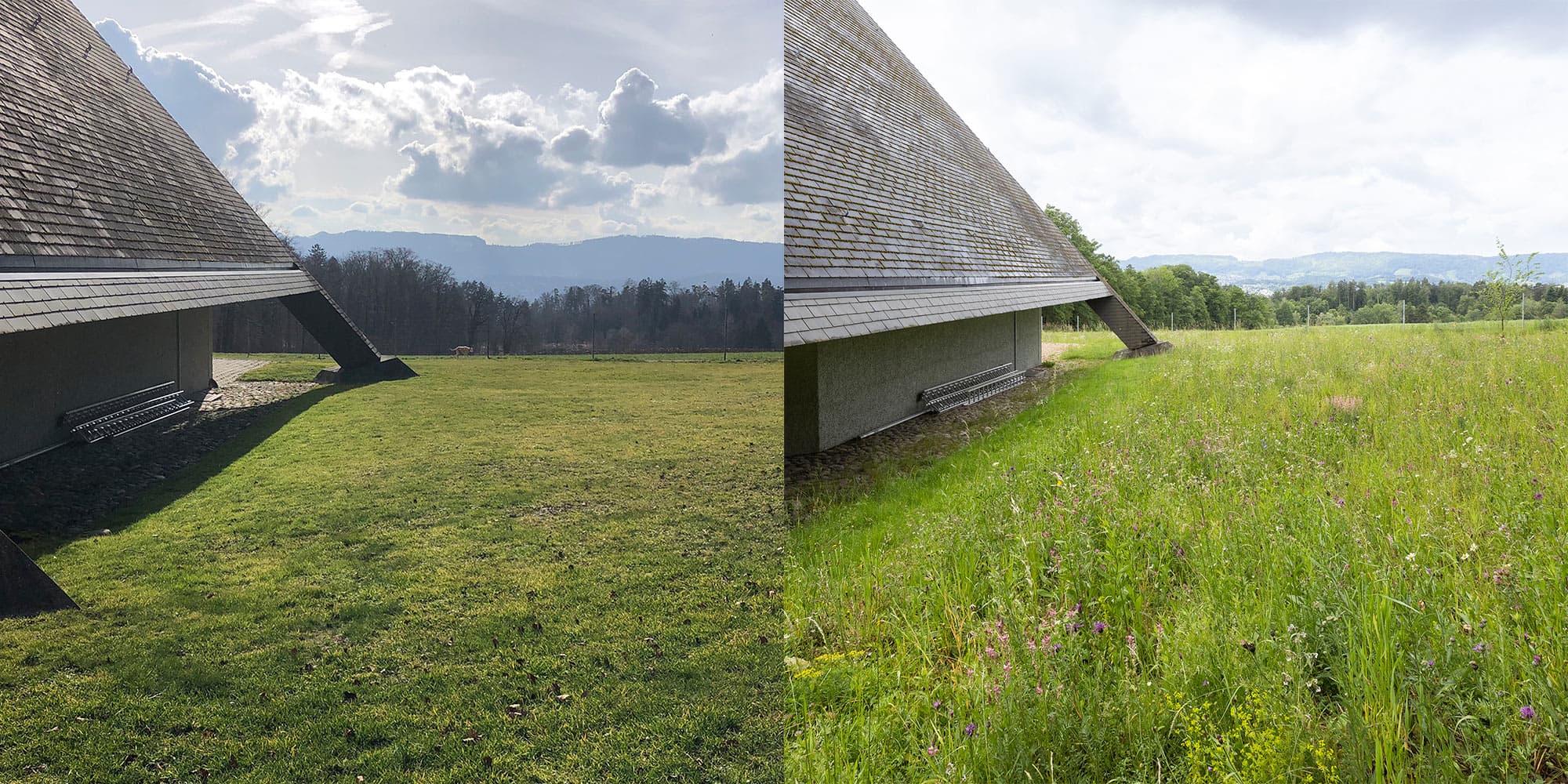 Blick auf eine artenreiche Wildblumenwiese neben einer modernen Kapelle.