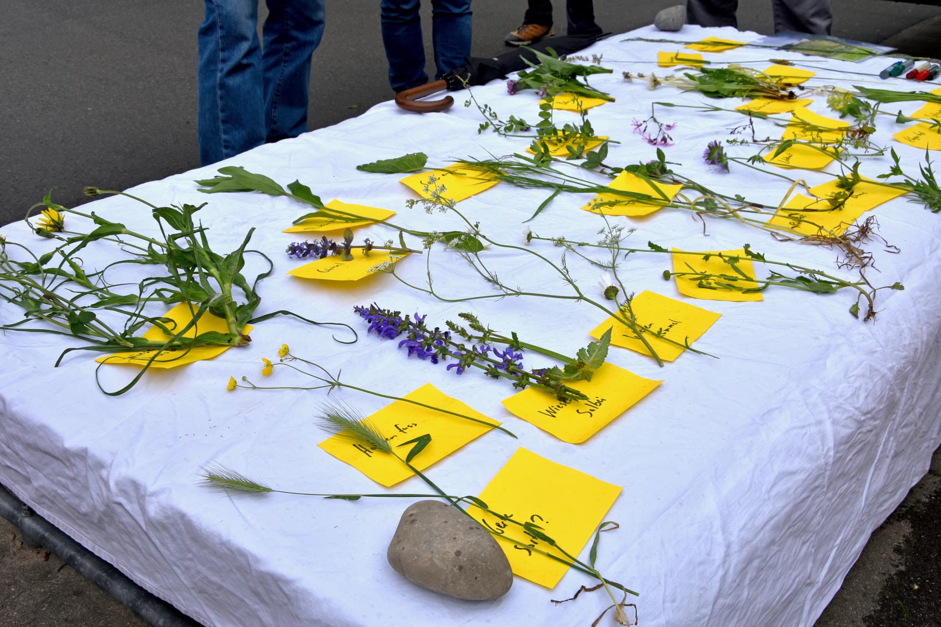Auf einem niedrigen Tisch liegt ein weisses Tuch mit allerlei verschiedenen Wiesenpflanzen, die mit gelben Zetteln angeschrieben sind.
