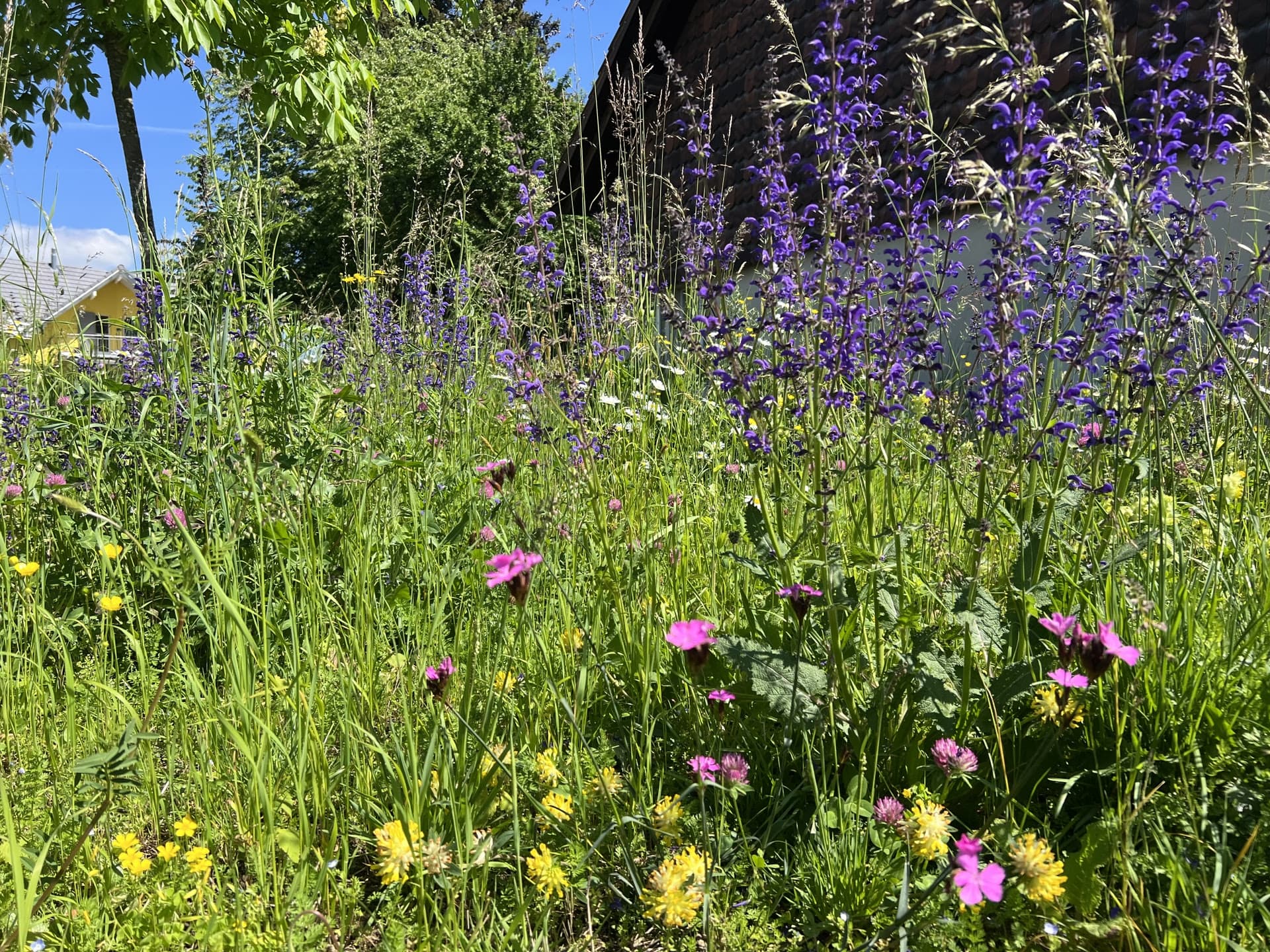 Blumenwiese mit unterschiedlichen Pflanzenarten mit rosa, violetten und gelben Blüten