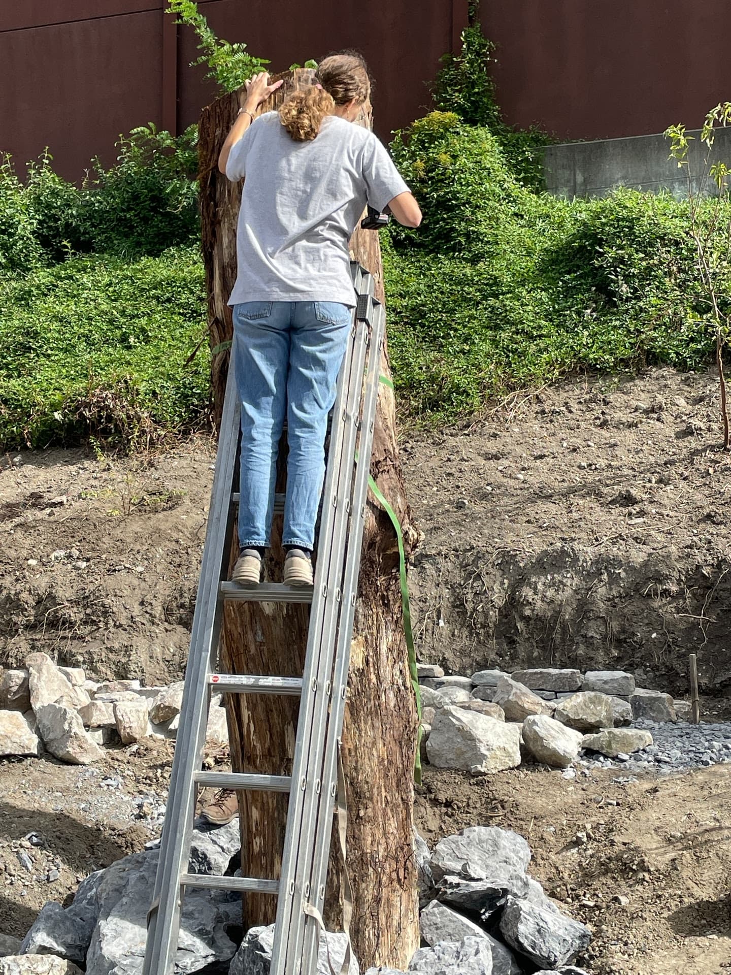 Junge Frau steht auf einer Leiter vor einem Baumstamm, der als Totholz-Stehle für mehr Biodiversität aufgestellt wird.