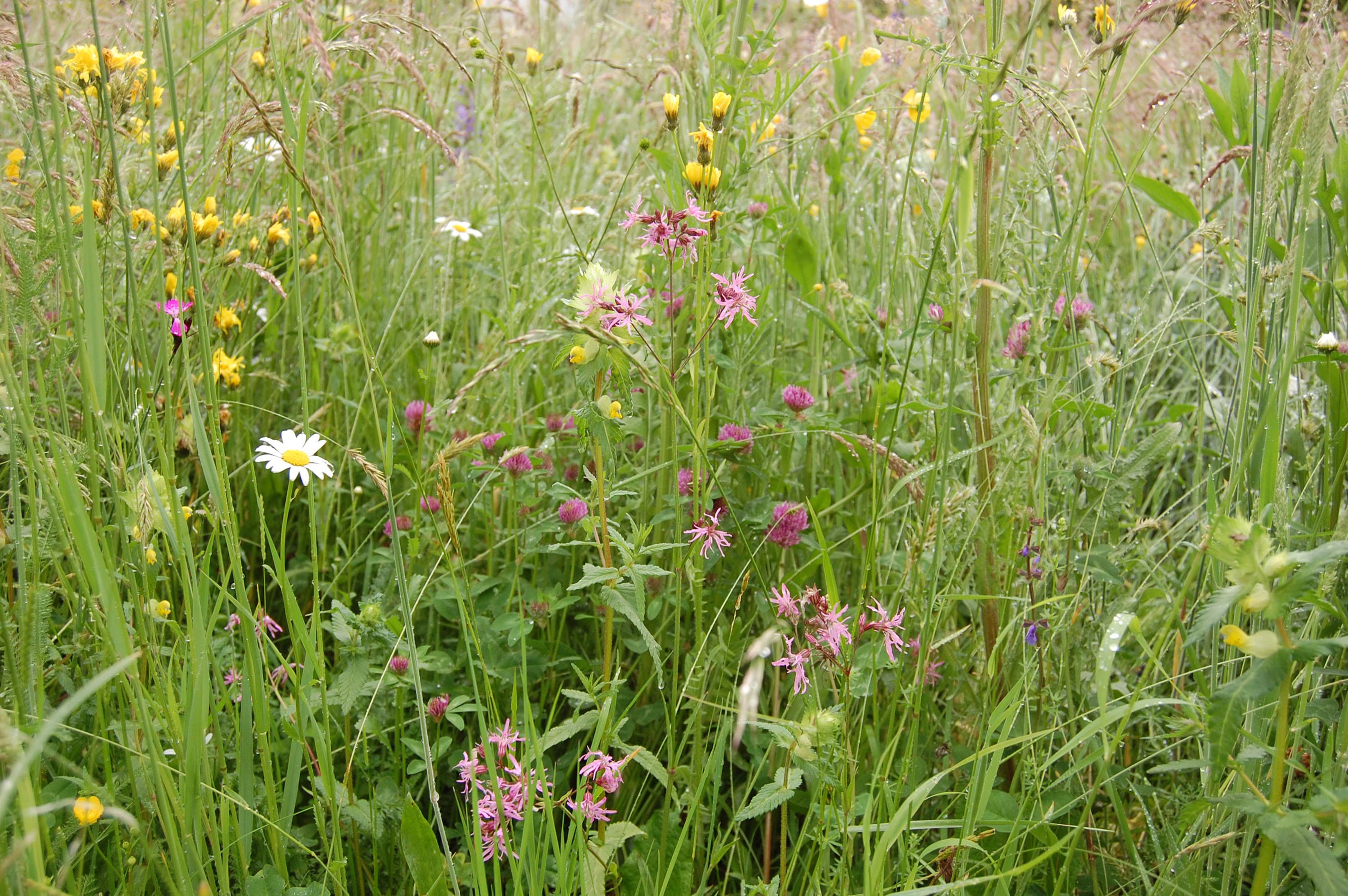 Vielfältige Blumenwiese